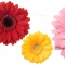 Фотосъемка цветов для  стикеров  "Декоретто"