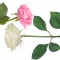 Фотосъемка цветов для  стикеров  "Декоретто"