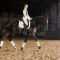 Фотосъемка лошадей для рекламы на сайте