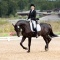 Фотосъемка лошади во время тренировки и выступления